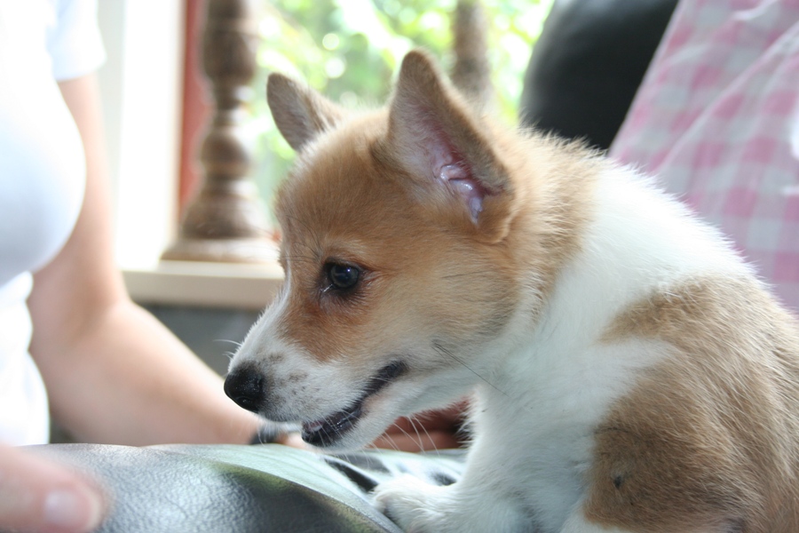 Puppies